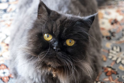 Persian black cat with yellow eyes. this look will not leave anyone indifferent.