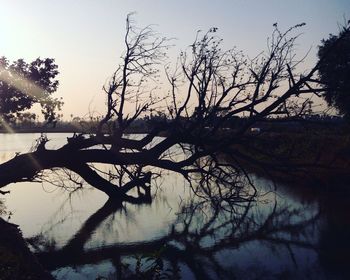 Reflection of bare trees in water