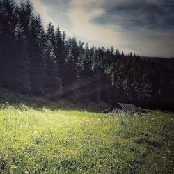 Scenic view of field against sky at night