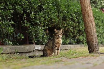 Cat sitting near a tree