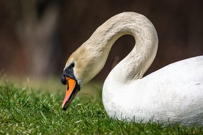 Close-up of swan on field