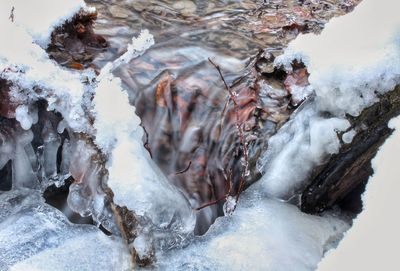 Close-up of frozen trees during winter