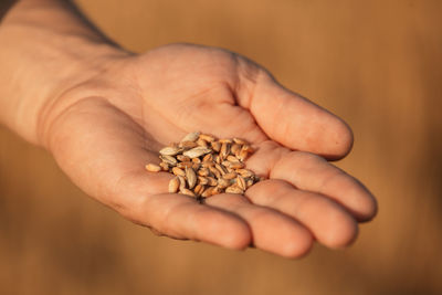 Hand holding wheat golden seeds after harvesting