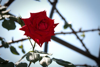 Close-up of red rose blooming against sky