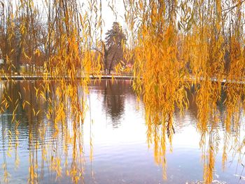 Reflection of trees in water