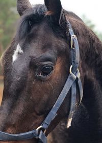 Close-up of horse in ranch