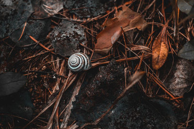 Close-up of snail on dry land