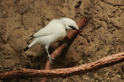Low angle view of bird perching on ground