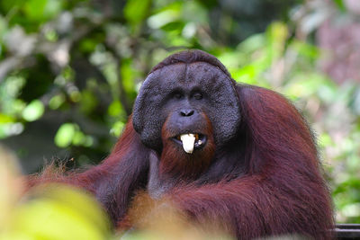 Close-up of a monkey
