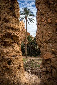 Palm trees against sky