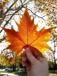 Person holding maple leaf