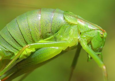 Close-up of insect on leaf