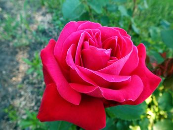 Close-up of red rose blooming outdoors