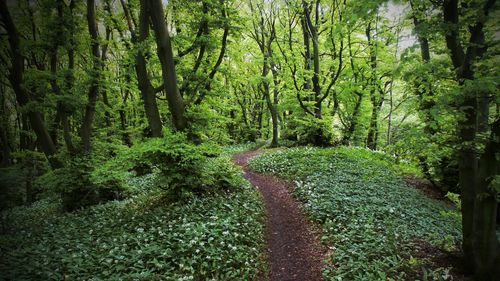 Footpath in forest