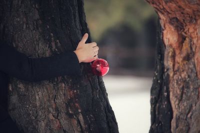 Cropped hand of woman holding bauble while embracing tree trunk