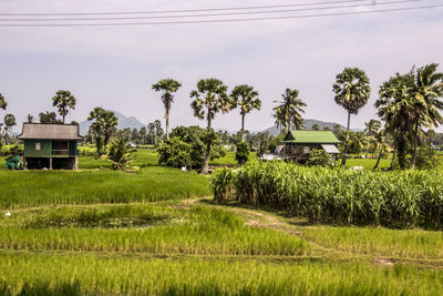 Scenic view of agricultural field