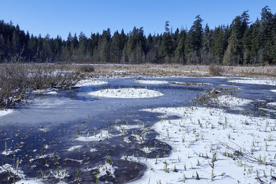Frozen lake in forest against clear sky