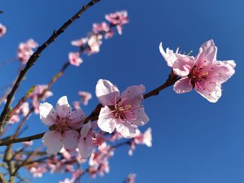 Low angle view of cherry blossoms against sky