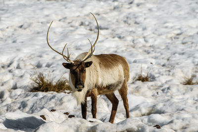 Deer on snow covered land