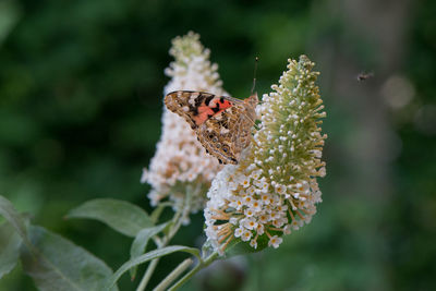 Close-up of butterfly on flower