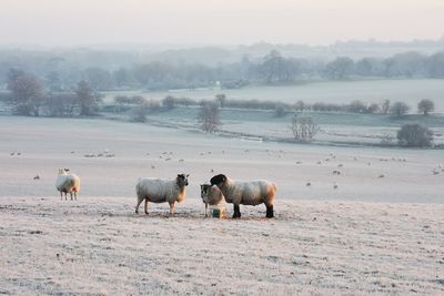 Herd of sheep on frost covered land