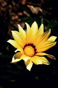 Close-up of yellow flower