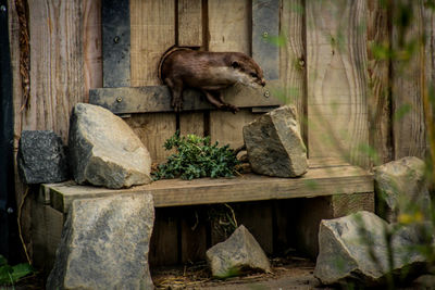 View of an animal on rock