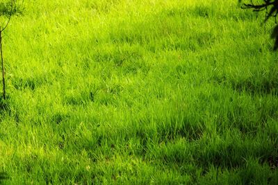 Full frame shot of grassy field