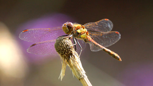 Close-up of insect on leaf