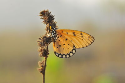 Close-up of butterfly pollinating flower