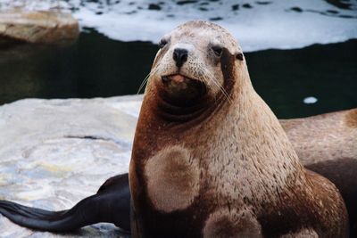 Seals relaxing at shore