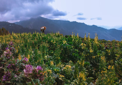 Scenic view of flowering plants against sky