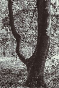 Bare tree in forest