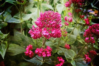 Close-up of pink flowers