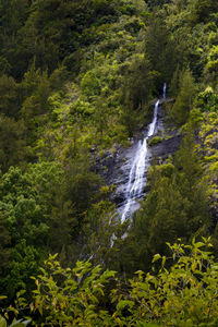 Scenic view of waterfall in forest