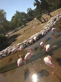 High angle view of birds on land
