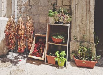 Potted plants against wall