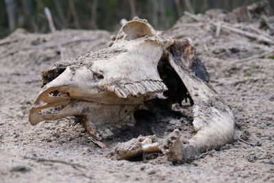 Close-up of animal skull on field