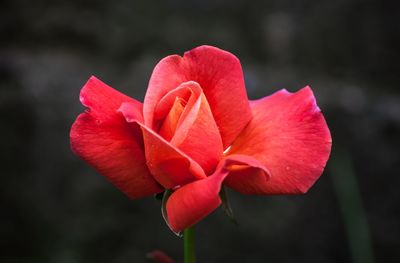 Close-up of red flower blooming outdoors