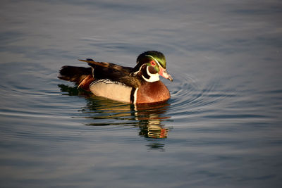 Duck swimming in lake