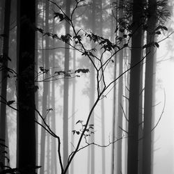 Trees in fog