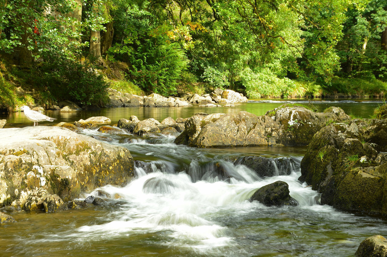 SCENIC VIEW OF WATERFALL