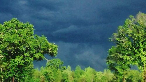 Low angle view of trees against cloudy sky