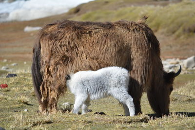 Sheep grazing on field