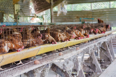 Flock of birds in a farm