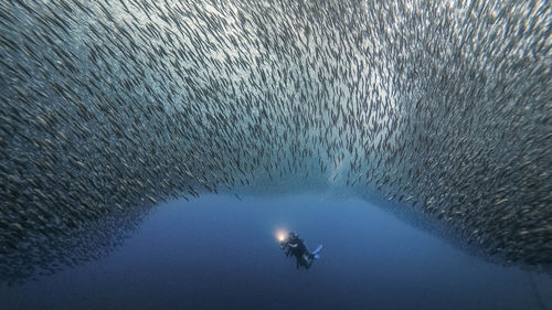 Scuba diver swimming with fish in sea