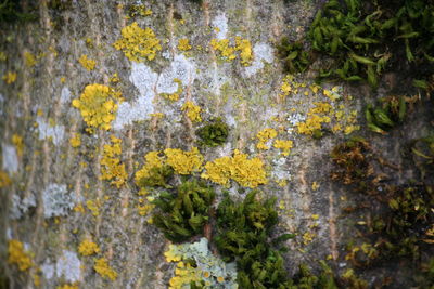 Close-up of yellow flowers growing on tree trunk