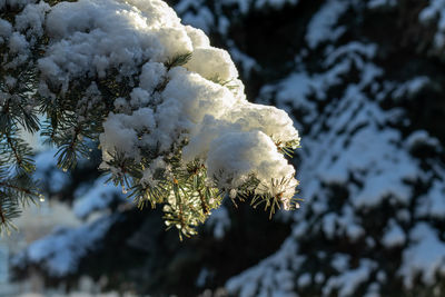 winter