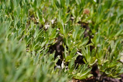 Close-up of plants growing on field