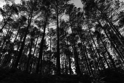 Low angle view of trees in forest